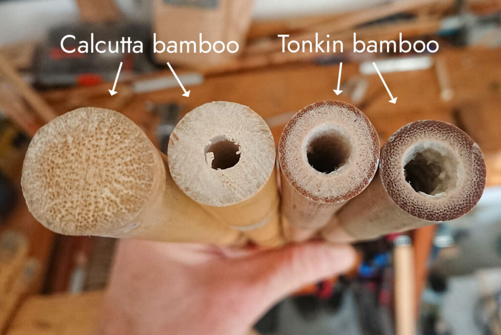 Calcutta bamboo is often solid or have very thick walls, while Tonkin bamboo is always hollow, with walls varying in thickness.