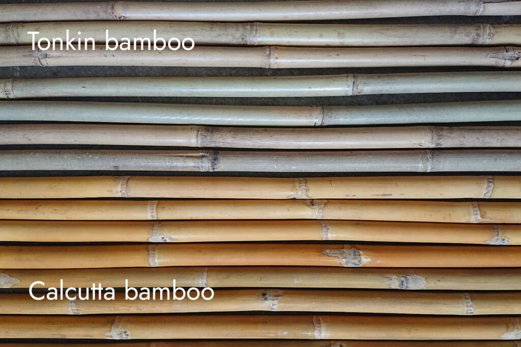 When dried, Calcutta bamboo (bottom) has a yellow ”caramel” color. Tonkin bamboo is usually more ”sandy” beige in color.